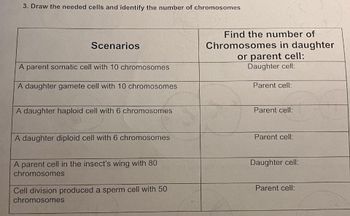 3. Draw the needed cells and identify the number of chromosomes
Scenarios
A parent somatic cell with 10 chromosomes
A daughter gamete cell with 10 chromosomes
A daughter haploid cell with 6 chromosomes
A daughter diploid cell with 6 chromosomes
A parent cell in the insect's wing with 80
chromosomes
Cell division produced a sperm cell with 50
chromosomes
Find the number of
Chromosomes in daughter
or parent cell:
Daughter cell:
Parent cell:
Parent cell:
Parent cell:
Daughter cell:
Parent cell: