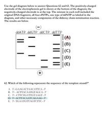 Use the gel diagram below to answer Questions 62 and 63. The positively-charged
electrode of the electrophoresis gel is shown at the bottom of the diagram; the
negatively-charged electrode is at the top. The mixture in each well included the
original DNA fragment, all four dNTPs, one type of ddNTP as labeled in the
diagram, and other necessary components of the dideoxy chain-termination reaction.
The results are below.
ddATP ddGTP ddCTP ddTTP
(A)
(B)
(C)
(D)
(E)
+.
62. Which of the following represents the sequence of the template strand?"
A. 5'--GAAGACTAACATTCA--3'
B. 5'-- ACTTACAATGTAGUA--3'
C. 5'-- CTTCTGATTGTAAGT--3'
D. 5'--ACTTACAATCAGAAG--3'
E. 5'--TGAATGTTAGTCTTC--3'
