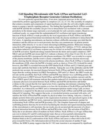 Cell Signaling Microdomain with Na,K-ATPase and Inositol 1,4,5-
Trisphosphate Receptor Generates Calcium Oscillations
It is now generally agreed that many, if not most, important processes in the cell are
controlled by proteins aggregated together in complexes (21, 22, 31-33). The assembly of complexes
that contain a receptor and components of signal machinery provides the cell with a highly selective
means to engage a specific signaling pathway. The finding that ligandbound Na,K-ATPase assembles
with InsP3R and that this assembly can give rise to intracellular Ca2 oscillations with a constant
periodicity in the minute range represents a novel principle for such a protein complex. Based on our
combined results, we suggest that the ouabaininduced Ca2 oscillation and signal-transducing
function of Na,K-ATPase is made possible by the local organization of Na,K-ATPase and InsP3R
into a spatially organized functional microdomain that links the plasma membrane to intracellular ER
Ca2 stores. A signaling microdomain can function without a diffusible messenger provided that the
transducer and the effector are in such proximity that they can communicate via protein-protein
interaction, either directly or via one or more interacting/scaffolding proteins. Molecular strategies
using the InsP3 sponge and pharmacological studies using the PLC inhibitor, U73122, indicate that
the ouabain-induced Ca2 oscillatory response may be elicited via an InsP3-independent mechanism
of InsP3R activation. Significant energy transfer between the donor and acceptor complexes, GFP-
NKA1 and anti-InsP3R-anti-mouse IgG-Cy3, indicate a distance of less than 12 nm (16). It is well
established that the ER is juxtaposed to the plasma membrane (34). FRET was recorded in a region
of the plasma membrane, and the result is clearly compatible with previous electron microscopy
studies showing that the distance between the plasma membrane, where Na,K-ATPase is located, and
the membrane of ER, where the InsP3R is located, can be as short as 10 nm (35). It should be noted,
however, that FRET is recorded between the GFP-labeled Na,K-ATPase and Cy3-labeled goat-anti-
mouse IgG antibody that binds to the InsP3R antibody. Taking the size of the antibodies and the GFP
molecule into account, the maximal distance between Na,K-ATPase and InsP3R could be somewhat
larger than the working distance for FRET fluorophores, GFP and Cy3. Hence, the FRET results do
not rule out the possibility that Na,K-ATPase and InsP3R may interact via a scaffolding protein. The
observed increase in FRET between Na,KATPase and InsP3R following ouabain exposure and the
loss of FRET upon CytD treatment indicate that ouabain-induced Ca2 oscillations were dependent on
a dynamic physical association between Na,K-ATPase and InsP3R and therefore add further
evidence to the concept that the Ca2 signal arises from a signaling microdomain containing Na,K-
ATPase and InsP3R. The question remains as to how the localization of Na,KATPase and InsP3R is
controlled. As evidenced by our FRET and co-immunoprecipitation studies using CytD, an intact
cytoskeleton is required for the physical association between Na,K-ATPase and InsP3R and ouabain-
induced Ca2 signaling. This suggests that actin, or cytoskeletal proteins associated with actin, will
stabilize the Na,K-ATPase/InsP3R complex by physical tether cross-linking. Ankyrins, a family of
adaptor proteins believed to participate in the organization of proteins into specialized regions in the
plasma membrane and ER Ca2 stores, represent an interesting putative mechanistic partner for
orchestrating Na,K-ATPase and InsP3R proximity (25). The complete framework of adaptor and
scaffolding proteins that may be involved in facilitating the structure and signal-transducing function
of this microdomain is still uncertain, but our results also do not preclude the necessity of a direct
physical interaction between Na,K-ATPase and InsP3R in this event. The activation of InsP3R is
likely due to an allosteric effect of ouabain on Na,K-ATPase. Na,K-ATPase is a P-type ATPase that
can exist in distinct E1 and E2 conformational states that are at least partially determined by
intramolecular interactions between the NH2 terminus and cytoplasmic loops of the enzyme.
Ouabain binds to the E2 conformation of the Na,K-ATPase and causes a robust shift in the E1/E2
poise toward E2 forms (36). Information derived from the crystal structure of another P-type
ATPase, the SERCA pump, suggests that the E1 3 E2 state transition is accompanied by significant