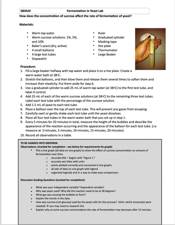 SBI4U0
Fermentation in Yeast Lab
How does the concentration of sucrose affect the rate of fermentation of yeast?
Materials:
●
Warm tap water
Warm sucrose solutions: 1%, 5%,
and 10%
Baker's yeast (dry, active)
4 small balloons
4 large test tubes
Stopwatch
Procedure:
1.
Fill a large beaker halfway with tap water and place it on a hot plate. Create a
warm water bath at 38°C.
2. Stretch the balloons, and then blow them and release them several times to soften them and
increase their elasticity. Put them aside for step 6.
3.
Use a graduated cylinder to add 25 mL of warm tap water (at 38°C) to the first test tube, and
label it control.
4. Add 25 mL of each of the warm sucrose solutions (at 38°C) to the remaining three test tubes.
Label each test tube with the percentage of the sucrose solution.
5. Add 1.5 mL of yeast to each test tube.
6. Place a balloon over the top of each test tube. This will prevent any gases from escaping.
7. Carefully swirl or gently shake each test tube until the yeast dissolves.
8.
Place all four test tubes in the warm water bath that you set up in step 1.
9. Every 5 minutes for 20 minutes in total, measure the height of the bubbles and describe the
appearance of the reaction occurring and the appearance of the balloon for each test tube. (i.e.
measure at 0 minutes, 5 minutes, 10 minutes, 15 minutes, 20 minutes)
10. Record all observations in a table.
TO BE HANDED INTO DROPBOX:
Observations: (marked for completion - see below for requirements for graph)
■
■
●
Ruler
Graduated cylinder
Masking tape
Hot plate
Thermometer
Large Beaker
●
Plot a line graph (all data on one graph) to show the effect of sucrose concentration on amount of
fermentation over time.
o o o o o
Discussion Guiding Questions (marked for completion):
accurate
accurate axis titles with units
title - begins with "Figure 1:"
points plotted correctly and connected in line graphs
all sets of data on one graph with legend
organized logically and in a way to make easy comparisons
What was your independent variable? Dependent variable?
Why was yeast used? Why did the reaction need to be at 38 degrees?
What gas was causing the bubbles to form?
Explain the trends in the data.
How was sucrose (not glucose) used by the yeast cells for this process? (Hint: which enzyme(s) were
needed) → you may need to research this
Explain why at some sucrose concentrations the rate of fermentation may decrease after 15 minutes