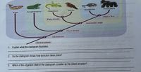 Birds
Primates
Rodents
Fish
Amphibians
Reptiles
Hair/ fur
Egg shells
Amniotic egg
slo
Four limbs
Vertebrae
o ons epsilosg primsel e grioisgen noitsolinsrabns noitasup o
1. Explain what the cladogram illustrates. nuogos arll iw 1ognoecomm no ape88eme 0000-0N 8490 1edmun
Eukaryotes
wded ane
ot.ont
2. Do the cladogram shows how evolution takes place?
3. Which of the organism cited in the cladogram consider as the oldest ancestor?
