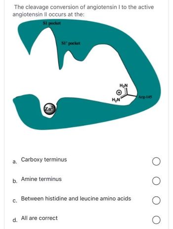 The cleavage conversion of angiotensin I to the active
angiotensin
II occurs at the:
S1 pocket
a.
Zn²
C.
SI' pocket
Carboxy terminus
b. Amine terminus
d. All are correct
H₂N
Between histidine and leucine amino acids
Arg-145