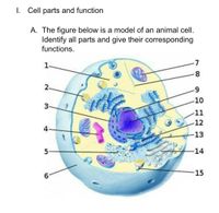 Answered: I. Cell parts and function A. The… | bartleby