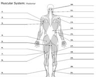 Muscular System: Posterior
10.
11.
12.
13.
14.
15.
16.
5.
17.
18.
7.
19.
20.
21.
