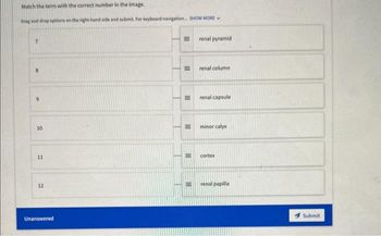 Match the term with the correct number in the image.
Drag and drop options on the right-hand side and submit. For keyboard navigation... SHOW MORE
10
11
12
Unanswered
E
III
III
III
III
renal pyramid
renal column
renal capsule
minor calyx
cortex
renal papilla
Submit