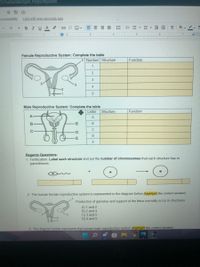 DS7eskbZii6brogxH_PSKgvuNgo/edit
☆回@
.ccessibility
Last edit was seconds ago
BIUA
三==三三ニ三▼ = ▼EE
10
1 I
- 2
3 I . 4 5
7.
Female Reproductive System: Complete the table
4 Number Structure
Function
3
4
Male Reproductive System: Complete the table
Letter
Structure
Function
A
B
E
Regents Questions:
1. Fertilization: Label each structure and put the number of chromosomes that each structure has in
parentheses.
The human female reproductive system is represented in the diagram below (highlight the correct answer).
Production of gametes and support of the fetus normally occur in structures.
A) 1 and 2
B) 2 and 4
C) 3 and 5
D) 4 and 5
3. The diagram below represents the human male reproductive system (highlight the correct answer).
