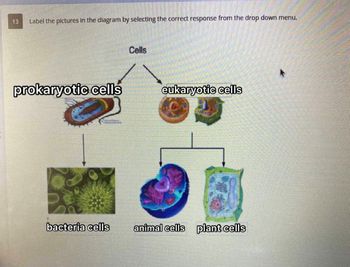 ### Understanding Cell Types

On this page, you will find an illustration that categorizes different cell types. The diagram is meant to assist in the identification of cell types by encouraging students to label the images correctly.

#### Diagram Breakdown

1. **Main Category**:
    - The diagram is titled "Cells."

2. **Subcategories**: 
    - **Prokaryotic Cells**
        - These are represented by a single image showing the internal structure of a prokaryotic cell.
        - **Bacteria Cells**: An image at the bottom left shows various bacteria under a microscope, indicating the common shapes and structures of bacterial cells.
    - **Eukaryotic Cells**
        - These are depicted by two images signifying the internal complexity of eukaryotic cells.
        - Under this category, there are further subdivisions into:
            - **Animal Cells**: An image at the bottom center displays an animal cell, highlighting various organelles such as the nucleus, mitochondria, and others.
            - **Plant Cells**: An image at the bottom right showcases a plant cell, notable for containing structures such as the cell wall and chloroplasts.

#### Task: 
You are required to label the pictures in the diagram by selecting the correct response from the drop-down menu provided.

Understanding these categories and their differences is crucial in the study of biology as it forms the basis for more advanced topics involving cellular structures and functions.