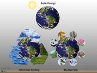 Solar Energy
Stepped Art
Chemical Cycling
Biodiversity
Fig. 1-1
