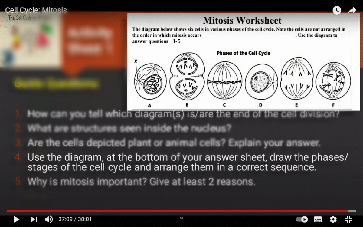 Answered: Mitosis Worksheet The diagram below… | bartleby