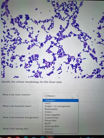 Answered: Identify the cellular morphology for… | bartleby