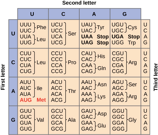 Solved Асс UUG AGA UUA AGG AGU GCA CGA CCA UCA ACA GUA GCC