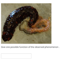 Give one possible function of the observed phenomenon .
