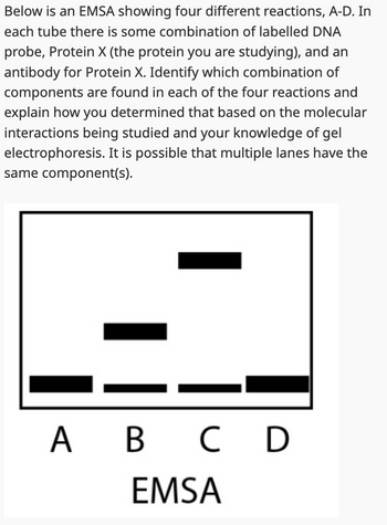 Below is an EMSA showing four different reactions, A-D. In
each tube there is some combination of labelled DNA
probe, Protein X (the protein you are studying), and an
antibody for Protein X. Identify which combination of
components are found in each of the four reactions and
explain how you determined that based on the molecular
interactions being studied and your knowledge of gel
electrophoresis. It is possible that multiple lanes have the
same component(s).
A B C D
EMSA