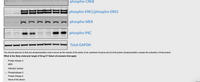 phospho-CREB
====
!!
=== phospho-ERK1/phospho-ERK2
phospho-MEK
phospho-PKC
Total GAPDH
You should assume (i) that any phosphorylation event occurs as the results of the action of an upstream enzyme and (ii) that protein phosphorylation causes the activation of that protein.
What is the likely molecular target of Drug X? Select all answers that apply
Protein Kinase C
МЕК
Adenylyl cyclase
Phospholipase C
Protein Kinase A
None of the above
O OO S OO O
