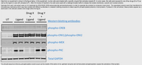 Data from an experiment is shown in the figure below. In the experiment, murine cells were treated with a specific a ligand that activates receptor R. In some cases, the cells were exposed to one of two drugs (X or Y) as
well as the ligand or were left untreated (UT). After 30 minutes of treatment, the cells were lysed with a detergent-based buffer to release the soluble membrane, cyosolic and nuclear proteins.
Samples from each cell extract were run (in duplicate) by SDS-PAGE (SDS-polyacrylamide gel electrophoresis) in order to separate the proteins by molecular mass (size). The separated proteins were then transferred to
nitrocellulose membrane which was then probed with different antibodies in a western blotting procedure to detect specific phosphorylated proteins or total proteins. If present in the cell extract, these proteins appear as a
dark band in the relevant western blot image within the figure.
Drug X
Drug Y
+
UT
Ligand Ligand
Ligand
Western blotting antibodies
phospho-CREB
phospho-ERK1/phospho-ERK2
phospho-MEK
phospho-PKC
Total GAPDH
You should assume (i) that any phosphorylation event occurs as the results of the action of an upstream enzyme and (ii) that protein phosphorylation causes the activation of that protein.
