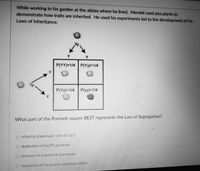 While working in his garden at the abbey where he lived, Mendel used pea plants to
demonstrate how traits are inherited. He used his experiments led to the development of his
Laws of Inheritance.
P(YY)=1/4 P(Yy)=1/4
P(Yy)=1/4 P(yy)=1/4
What part of the Punnett square BEST represents the Law of Segregation?
O offspring phenotypic ratio of 1:2:1
O duplication of the P1 genotype
O presence of a recessive phenotype.
separation of the parent's genotype alleles.
