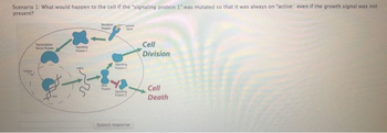 Scenario 1: What would happen to the cell if the "signaling protein 1" was mutated so that it was always on "active: even if the growth signal was not
present?
Factor
Signaling
Receptor
Protein
Signaling
Signaling
Submit response
Cell
Division
Cell
Death