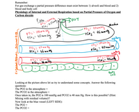 **Educational Content: Physiology of Internal and External Respiration**

**Understanding Gas Exchange:**
Gas exchange in the human body relies on a crucial principle: a partial pressure difference must exist between:
1. The alveoli and blood.
2. The blood and body cells.

**Diagram Explanation:**

The diagram illustrates the partial pressures of oxygen (PO₂) and carbon dioxide (PCO₂) at various stages of respiration.

1. **Atmospheric Air:**
   - PO₂ = 160 mmHg
   - PCO₂ = 0.25 mmHg

2. **Alveoli:**
   - PO₂ = 100 mmHg
   - PCO₂ = 40 mmHg
   - Notes the direction of flow: Air moves IN and OUT of the alveoli.

3. **Capillary Blood (Entering Lungs):**
   - PO₂ = 40 mmHg
   - PCO₂ = 46 mmHg

4. **Capillary Blood (Leaving Lungs):**
   - PO₂ = 100 mmHg
   - PCO₂ = 40 mmHg

5. **Body Cells:**
   - PO₂ = 40 mmHg
   - PCO₂ = 46 mmHg

**Concept Questions:**

- **Partial Pressures in the Atmosphere:**
  - PO₂ = ?
  - PCO₂ = ?

- **Respiratory Exchange:**
  - Once inhaled, why does the PO₂ decrease to 100 mmHg, and PCO₂ increase to 40 mmHg? Consider the mixing of fresh air with residual volume in the lungs!

- **Capillary Exchange (LEFT SIDE):**
  - PO₂ = ?
  - PCO₂ = ?

Understanding these differences in partial pressures is essential for comprehending how oxygen enters the blood and carbon dioxide is expelled, facilitating efficient respiration and cellular function.