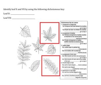 Answered: Identify leaf II and VII by using the… | bartleby