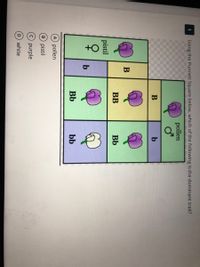 1
Using the Punnett Square below, which of the following is the dominant trait?
pollen
B
В
BB
Bb
pistil
b
Bb
bb
A pollen
B pistil
9purple
white
