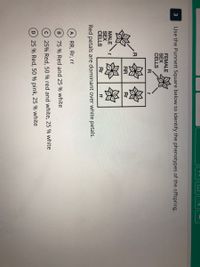 3
Use the Punnett Square below to identify the phenotypes of the offspring.
FEMALE
SEX
CELLS
R
RR
Rr
MALE
SEX
CELLS
Rr
rr
Red petals are dominant over white petals.
A RR, Rr, rr
75 % Red and 25 % white
25% Red, 50 % red and white, 25 % white
25 % Red, 50 % pink, 25 % white
