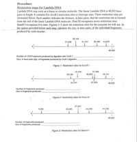 Procedure
Restriction maps for Lambda DNA
Lambda DNA may exist as a linear or circular molecule. The linear Lambda DNA is 48,502 base
pairs in length. It contains five EcoR I restriction sites or cleavage sites. These restriction sites are
illustrated below. Each number indicates the distance, in base pairs, that the restriction site is located
from the end of the linear Lambda DNA molecule. Hind III recognizes seven. restriction sites.
BamH I recognizes five sites. Figures 1–3 show the restriction sites for the enzymės we will use. In
the spaces provided below each map, calculate the size, in base pairs, of the individual fragments
produced by each enzyme.
26,104
21,226
31,747
39,168
44,972
48,502
Number of I DNA fragments produced by digestion with EcoR I:
Size, in base pairs (bp), of fragments produced by EcoR I digestion:
Figure 1: Restriction sites for ECORI
27,479
37,584
23,130
36,895
44,141
25,157
37,459
48,502
Number of fragments produced:
Size of fragments produced:
Figure 2: Restriction sites for Hind II
27,947
5,505
22,346
34,499
41,732
48,502
Number of fragments produced:
Size of fragments produced:
Figure 3: Restriction sites for BamHI
