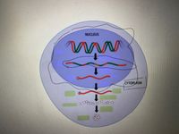 NUCLEUS
CYTOPLASM
