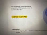 Use fhe degram to the rght and the
seguence of DVÀ Selw to anewe the
esione that fokow.
TACGGTACGATT
Tanseription
a On he dagram, draw a crcke arourd he part
