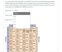 c. In transcription, the information in the DNA of every cell is converted into small, portable RNA messages. During translation, these messages travel from where the DNA is in the cell nucleus to the ribosomes where they are ‘read’ to make specific proteins. Select the correct amino acids according to the mRNA from part b.

- amino acid 1 - [ Select ]
- amino acid 2 - 
- amino acid 3 - 

**Dropdown options:**
- Asn
- Ser
- Leu
- His
- Val

**Codon Chart Explanation:**

The chart is a codon table used to translate mRNA sequences into amino acids. It is organized in a grid:

1. **Columns labeled U, C, A, G** (representing the first nucleotide of the codon).
2. **Rows labeled U, C, A, G** (representing the second nucleotide).
3. **Individual boxes** contain combinations of three-letter codons and corresponding amino acids.

For example:
- AUG codes for Met (Methionine).
- UAA, UAG, and UGA are stop codons. 

The chart allows one to determine the amino acid coded by any triplet mRNA sequence.