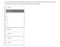 **Gene Expression and Transcription of DNA into mRNA**

In the process of gene expression, DNA instructions are converted into functional products. The following exercise illustrates the transcription of a DNA sequence into mRNA.

**DNA Sequence to be Transcribed:**

- A
- G
- T
- A
- C
- T
- G

**Instructions:**

For each DNA nucleotide, select the corresponding mRNA nucleotide from the dropdown menu. The options include:

- U (Uracil)
- T (Thymine)
- A (Adenine)
- G (Guanine)
- C (Cytosine)

**Notes:**

- DNA nucleotide 'A' pairs with mRNA nucleotide 'U'.
- DNA nucleotide 'T' pairs with mRNA nucleotide 'A'.
- DNA nucleotide 'G' pairs with mRNA nucleotide 'C'.
- DNA nucleotide 'C' pairs with mRNA nucleotide 'G'.