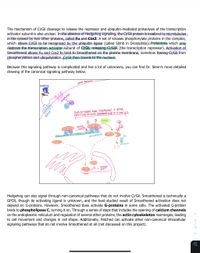 The mechanism of Ci/Gli cleavage to release the repressor and ubiquitin-mediated proteolysis of the transcription
activator subunit is also unclear. In the absence of Hedgehog signaling, the Ci/Gli protein is localized to microtubules
in the cytosol by two other proteins, called Fu and Cos2. A set of kinases phosphorylate proteins in the complex,
which allows Ci/Gli to be recognized by the ubiquitin ligase (called Slimb in Drosophila). Proteolysis which only
destroys the transcription activator subunit of Ci/Gli, releasing Ci/GliR (the transcription repressor). Activation of
Smoothened allows Fu and Cos2 to bind to Smoothened on the plasma membrane, somehow freeing Ci/Gli from
phosphorylation and ubiquitylation. Ci/Gli then travels to the nucleus.
Because this signaling pathway is complicated and has a lot of unknowns, you can find Dr. Slenn's more detailed
drawing of the canonical signaling pathway below.
Hedge hog
plasma membrane
Smoothened
Fu Cos 2
Does not happen when Smoothened is active,
potenti ally because Smoothened binds to Fu and Casa
Slimb
various
kinases
CIR
Fo Cos2
microtubule
(CiR
CiR
proteasome
CiR
CiR
transcription
"of tor get
genes
enhancer
Hedgehog can also signal through non-canonical pathways that do not involve Ci/Gli. Smoothened is technically a
GPCR, though its activating ligand is unknown, and the best studied result of Smoothened activation does not
depend on G-proteins. However, Smoothened does activate G-proteins in some cells. The activated G-protein
binds to phospholipase C, turning it on. Through a series of steps that includes the opening of calcium channels
on the endoplasmic reticulum and regulation of several other proteins, the actin cytoskeleton rearranges, leading
to cell movement and changes in cell shape. Additionally, Patched can activate other non-canonical intracellular
signaling pathways that do not involve Smoothened at all (not discussed on this project).
3
12
Patched
