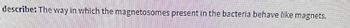 describe: The way in which the magnetosomes present in the bacteria behave like magnets.