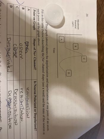 A
B
D
C
20.
Membrane
Potential
(mV)
A
B
Time
C
This graph (above) shows the depolarization and repolarization of one point of an axon.
Fill in this table (below) describing the Na+ channel shape (use a word) and the state of the neuron at
each point on the graph above.
Point on Graph
Shape of Na+ Channel?
D
todo aos (2) bus 21hzony we
Open
oper.
close
Desactivated.
Is Neuron Polarized or Depolarized?
repolarization
repolarization.
Depolarization
Deporization.