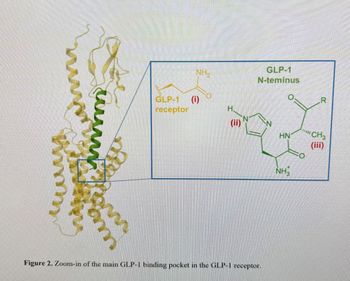 шалай
am
NH₂
GLP-1 (i)
receptor
H
(ii)
GLP-1
N-teminus
Figure 2. Zoom-in of the main GLP-1 binding pocket in the GLP-1 receptor.
HN
NH₂
R
CH3