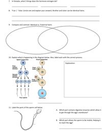 7. In females, what 3 things does the hormone estrogen do?
8. True / False (circle one and explain your answer): Brother and sister can be identical twins.
9. Compare and contrast: Identical vs. Fraternal twins
10. Explain what is happening in the diagram below. Also, label each with the correct process.
Sperm production
Ovum production
46
46
Explanation:
First
meiotic
division
Polar
body
23
23
23
23
Second
meiotic
division
Polar
23
23 23 23 23 bodies
Four sperm
One ovum
11. Label the parts of the sperm cell below
A. Which part contains digestive enzymes which allow it
to get through the egg's membrane?
B. Which part allows the sperm to be mobile, helping it
to reach the egg?
