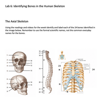 Sternal Angle – Earth's Lab