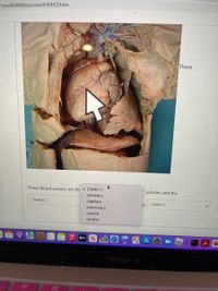 rses/50898/quizzes/418452/take
These
These blood vessels are the [ Select ]
arteries and the
coronary
[Select]
capillary
[ Select ]
to
pulmonary
carotid
cardiac
27
OTA
stv
MacBook Air
80
