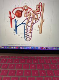 d.
е.
g.
List the names of the structures (A -L) and their primary functions
15
étv
MacBook Air
888
DII
F3
F4
F5
F6
F7
FB
F9
FIC
%23
24
&
*
3
4.
5
6.
8.
9.
E
T
Y
D
G
H
J
K
...*
F.
