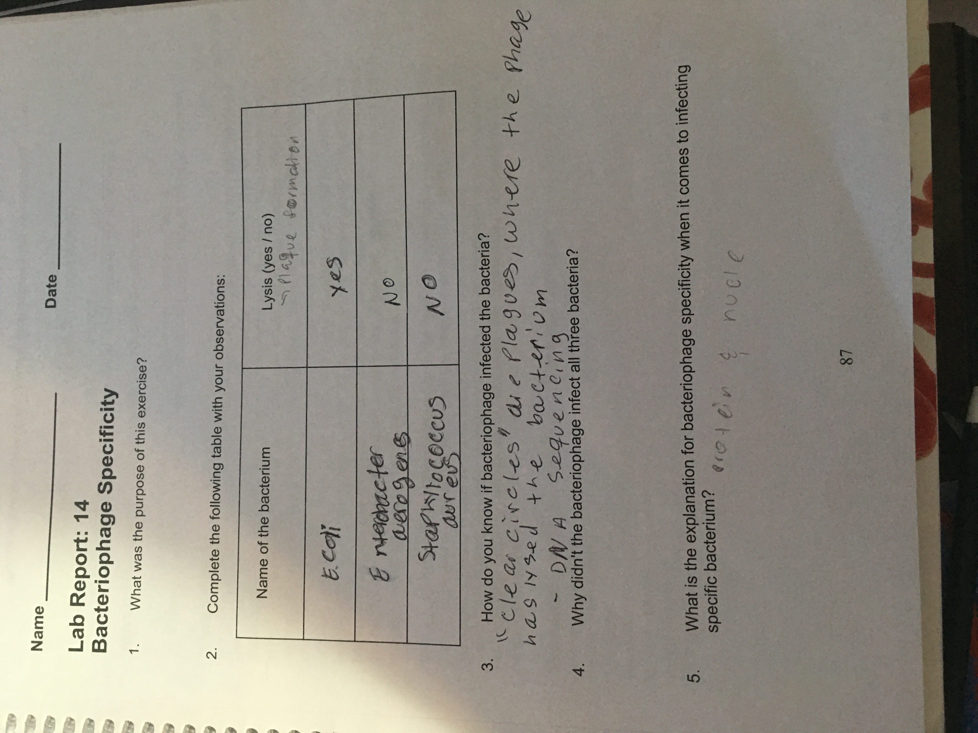 Name
Date
Lab Report: 14
Bacteriophage Specificity
1.
What was the purpose of this exercise?
Complete the following table with your observations:
Name of the bacterium
Lysis (yes / no)
5 lague formation
E.COi
yes
Entechacter
averogens
Staphliococcus
NO
aureus
How do you know if bacteriophage infected the bacteria?
"clear circles' die Plagues, where
has lysed the ba cteriom
3.
the phage
DN A
Why didn't the bacteriophage infect all three bacteria?
Sequencing
4.
What is the explanation for bacteriophage specificity when it comes to infecting
specific bacterium?
Proten
nucle
87
2.
5.
