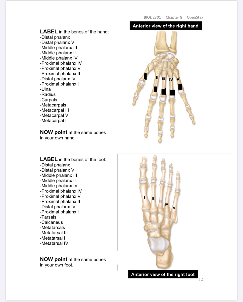tarsal bone hand