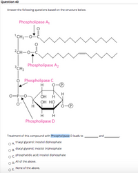 Question 40
Answer the following questions based on the structure below.
Phospholipase A,
'CH2-O-
2CH-0,č,
Phospholipase A2
3CH2
Phospholipase C
H
0=P-0-
ÓH H
он но
H H
Phospholipase D
Treatment of this compound with Phospholipase D leads to
and
OA triacyl glycerol; inositol diphosphate
O B. diacyl glycerol; inositol triphosphate
phosphatidic acid; inositol diphosphate
All of the above.
O D.
None of the above.
O E
