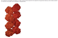 The mutated form of hemoglobin (hemoglobin S, or HbS) in sickle-cell anemia results from the replacement of a glutamate residue by a valine residue at position
6 in the B chain of the protein. Normal hemoglobin is designated HbA.
