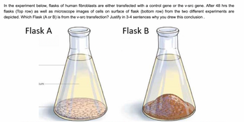 In the experiment below, flasks of human fibroblasts are either transfected with a control gene or the v-src gene. After 48 hrs the
flasks (Top row) as well as microscope images of cells on surface of flask (bottom row) from the two different experiments are
depicted. Which Flask (A or B) is from the v-src transfection? Justify in 3-4 sentences why you drew this conclusion.
Flask A
Flask B
ium