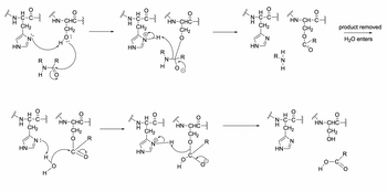 Answered: Mutation 1: H to E Mutation 2: H to N… | bartleby