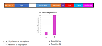 Promoter
TrpR
✓ High levels of tryptophan
✓ Absence of Tryptophan
mCherry Fluorescence
Operator Promoter S/D
mCherry Expression
100
90
80
70
60
50
40
30
20
10
0
.I
A
B
A. Condition A
B. Condition B
TrpE
TrpD mCherry