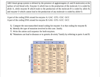 ABO blood group system is defined by the presence of agglutinogens (A and B molecules) at the
surface of red blood cells. Enzyme A which leas to the production of the molecule A is coded by
all ele A, while enzyme B which leads to the production of the molecule B is coded by allele B,
and enzyme O which cannot lead to the production of any molecule is coded by allele O.
A part of the coding DNA strand for enzyme A: GAC GTG CGC GCC
A part of the coding DNA strand for enzyme B: GAG GTG GcC GCC
5. Compare the non-transcribed strand coding for enzyme A to that coding for enzyme B.
6. Identify the type of mutation involved in this case. Justify.
7. Write the amino acid sequence for both enzymes.
8. "Mutations can lead to diseases or to genetic diversity"Justify by refering to parts A and B.
Second letter
A
G
UCU
UCC
UCA
UUG Leu ucG
UUU T
Phe
UUC
UAU1-
Tyr
UACJ
Ser
UAA Stop UGA Stop
UGU),
UGCJ
UUA
UAG Stop UGG Trp
CAUTHIS
CCU
CC
CCA
CCG
CUU
CÚC
CÁCJ
Pro
CAA
CGU]
CGC
Arg
FLeu
CGA
CGG
CỦA
Gln
CUG
CAG
AAU
AUU
AUC File
AUA
AUG Met ACG
ACU
ACC
AAC FAs
AAA Lys
AAGJ
Ser
AGC
Thr
AGA JArg
AGG
ACA
GUU
GUC
GUA
GUG
GCU
GCC
GCA
GCG
GAU)
Asp
GAC.
Ala
GAAGIU
GGU
GGC
Gly
G
Val
GGA
GAGJ
GGG
G
First letter
DUAG = CAGUCAC
Third letter
