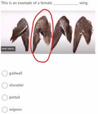 This is an example of a female
wing.
ANAN
MORE VIDEOS
gadwall
shoveler
pintail
wigeon
