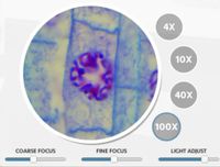 4X
10X
40X
100X
COARSE FOCUS
FINE FOCUS
LIGHT ADJUST
