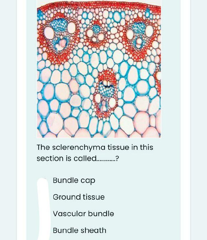 ground tissue parenchyma collenchyma sclerenchyma