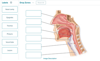 Labels
Nasal cavity
Epiglottis
Trachea
Pharynx
Vocal folds
Larynx
Drop Zones
Reset All
Image Description